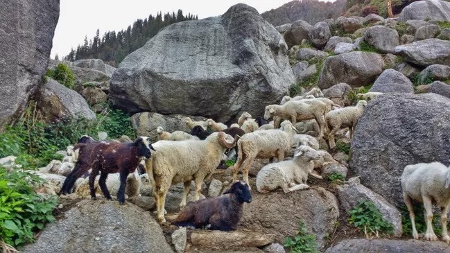 Gaddi sheep and goats along the Kareri Lake trail